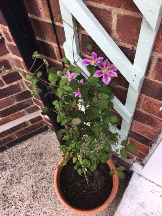 affordable garden maintenance